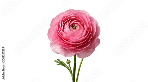 Single pink ranunculus flower with green stem as isolated object