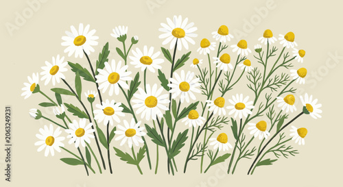 Delicate chamomile flowers bloom in a field