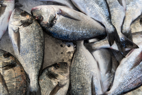 Fotografie Fresh uncooked gilt-head sea bream fish lying closely together on crushed ice at a market, seafood background concept, raw ingredients