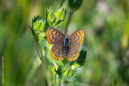 Photography Lycaenidae / Benekli Bakır / Small Copper / Lycaena phlaeas