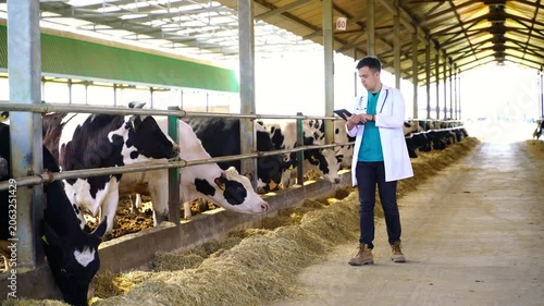 Veterinarian in white coat inspects cows in dairy farm barn