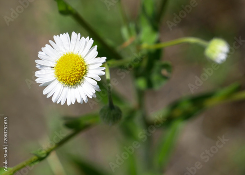 Tableau sur toile A close-up of a white daisy with a yellow center is shown against a blurred green background
