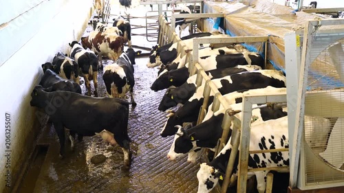 Stock video footage of cows entering the milking parlor queue in a modern dairy farm; automatic barrier system, cattle management, and milk production in industrial facilities.