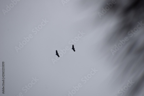 Slika na platnu vulture gliding under gray clouded sky with bokeh leaves background