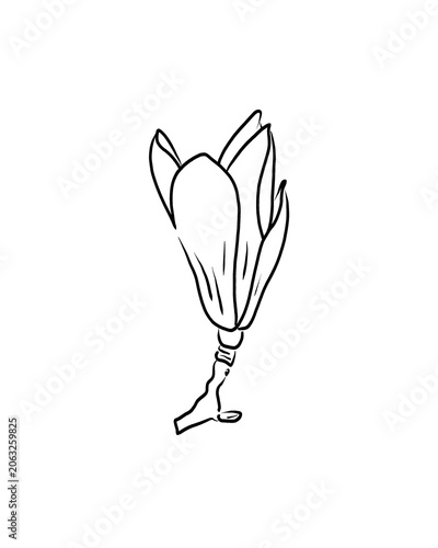  Minimalist botanical outline illustrations of blooming magnolias with crisp, hand-drawn outlines, perfect for wedding invitations, branding, textile prints, pattern design, packaging, cosmetics, 