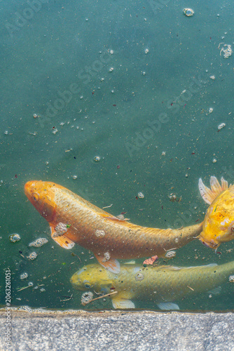 Cuadro en lienzo Golden koi fish swimming beneath calm pond water, creating a serene aquatic scen