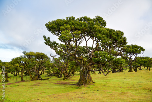 Ancient laurel trees on a green meadow