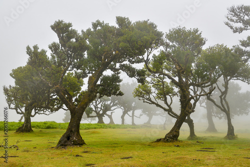 Twisted ancient laurel trees in thick fog