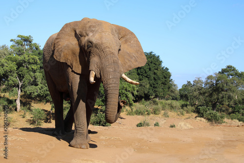 Photography Afrikanischer Elefant / African elephant / Loxodonta africana
