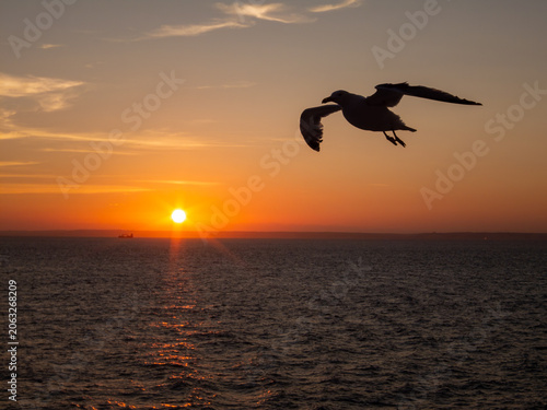 Obraz na płótnie Seagull flying silhouette against a vibrant orange sunset over the calm open oce