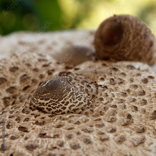 Close-up of a textured mushroom cap with a brownish hue. Surface features small pores and a smooth dome