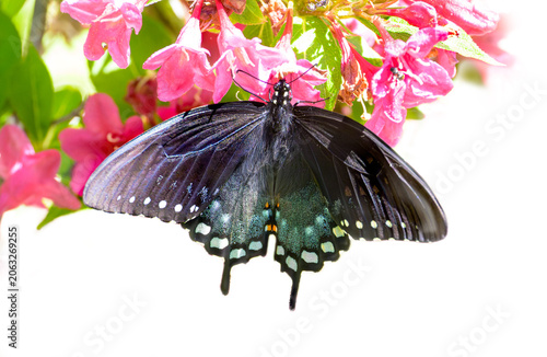 Spicebush swallowtail, Papilio troilus, with spread wings on a pink weigela flower with a white background 
