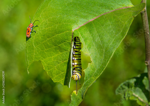 A red milkweed beetle and a yellow and black monarch caterpillar on the same milkweed leaf