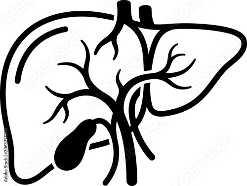 Human liver and gallbladder line icon for medical illustration