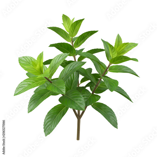 Isolated Mint Plant on White Background