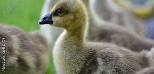 Bilde på lerret Portrait of a young greylag goose gosling (Anser anser) standing in green grass