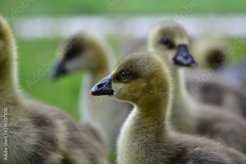 Foto Portrait of a young greylag goose gosling (Anser anser) standing in green grass