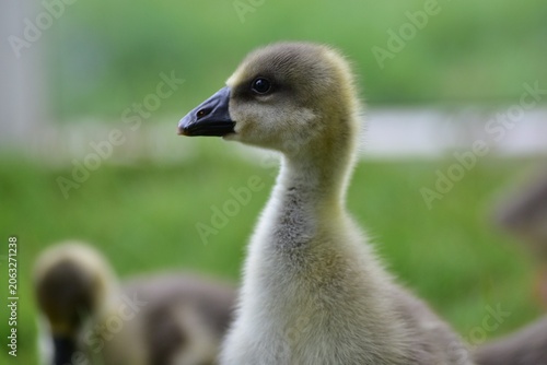 Quadro su tela Portrait of a young greylag goose gosling (Anser anser) standing in green grass