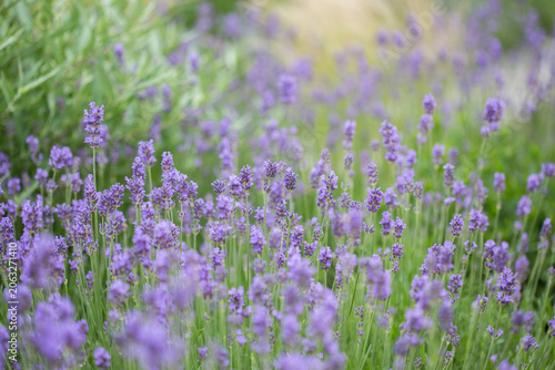 Landscaped garden flower bed with lavender and needle grasses (stipa)