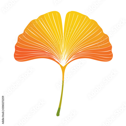 Colorful Ginkgo Leaf Illustration on Transparent Background