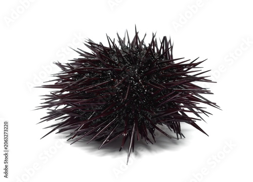 Quadro su tela Sea urchin, Arbacia lixula, isolated on white background