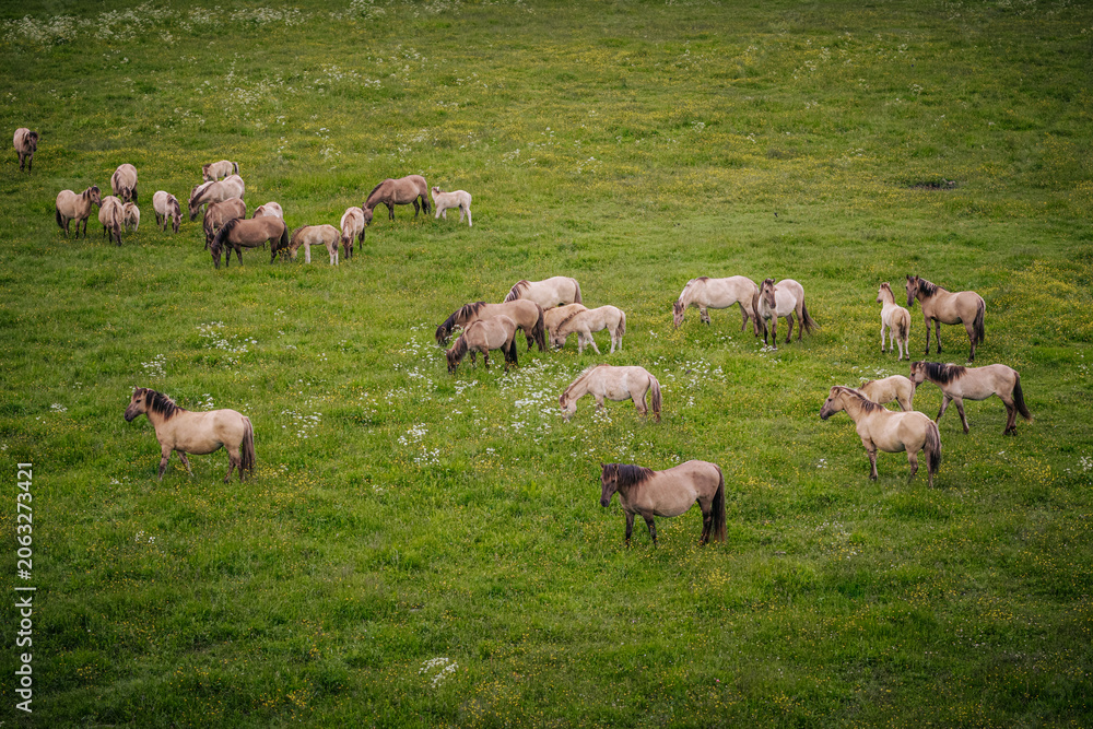 Fototapeta premium Group of wild horses grazing on lush green grass in an open field, with a few horses standing apart in the foreground and background