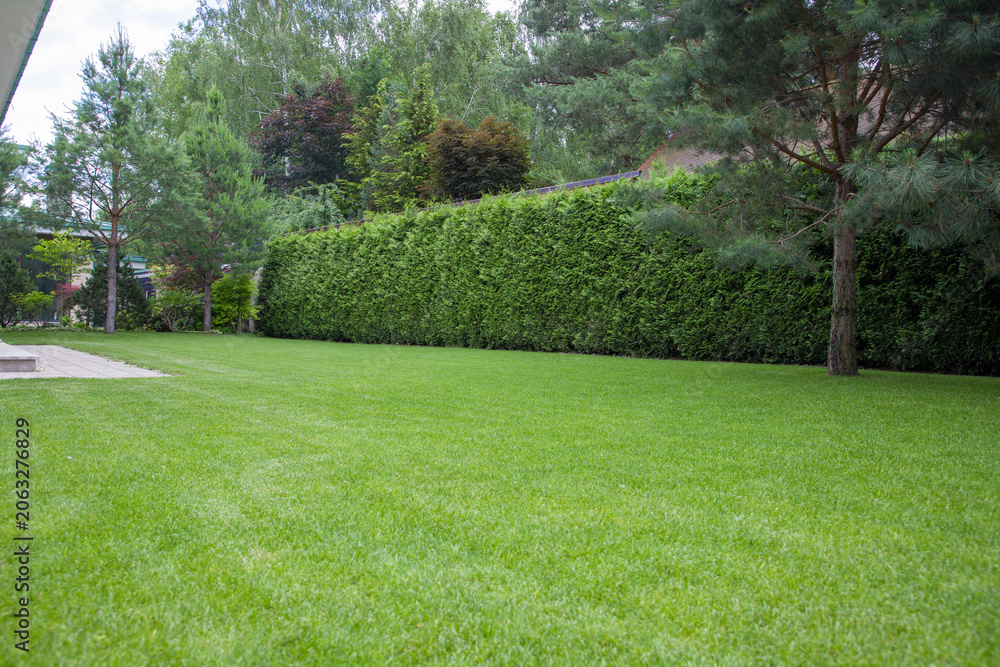 Obraz premium Hedge of evergreen thuja smaragd, selective focus