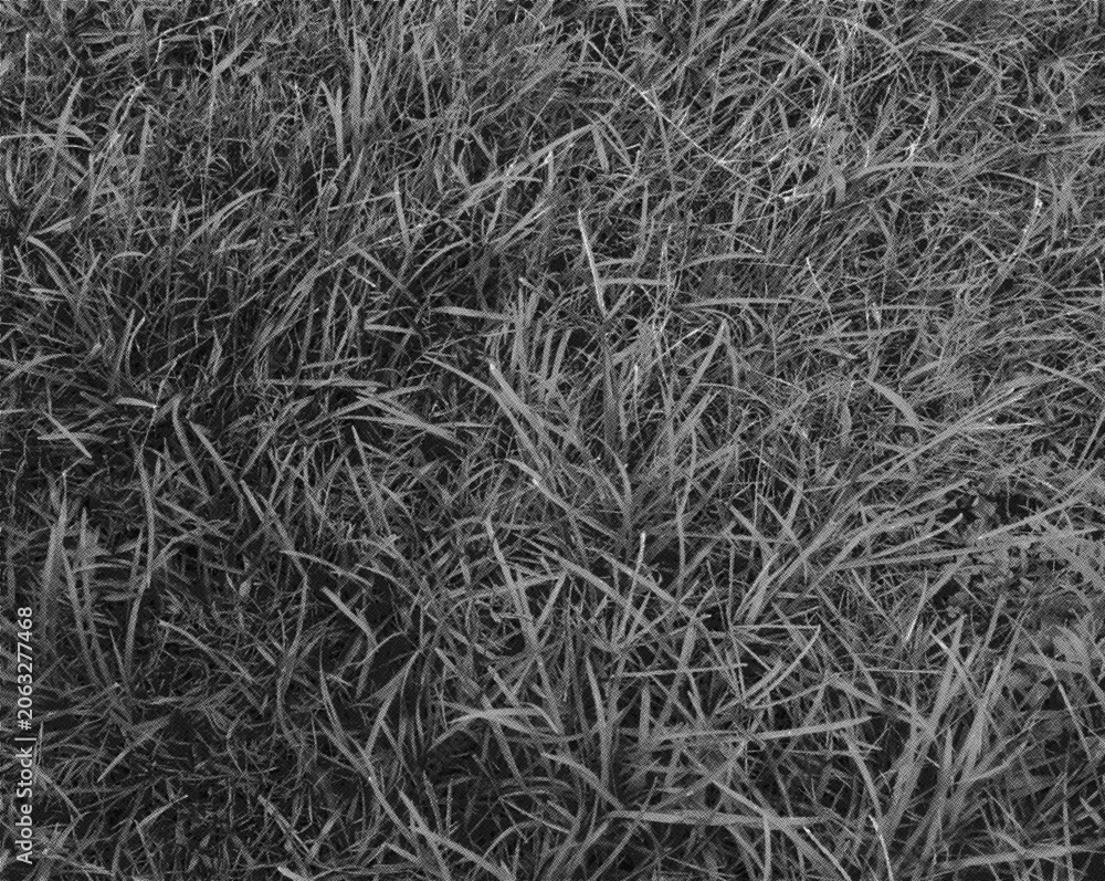 Obraz premium Halftone Grass Texture Background