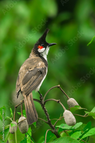 Red whiskered bulbul is a passerine bird native to Asia