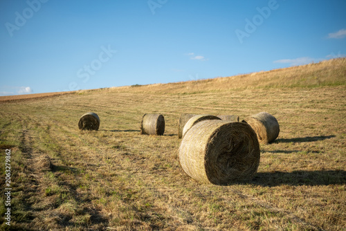 Sunlit rural straw stacks, Sundrenched landscape featuring scattered straw bundles on gently rolling countryside at dusk