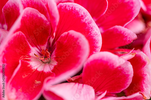 Pelargonia pasiasta - Pelargonium zonale (L.). Zonal geranium.