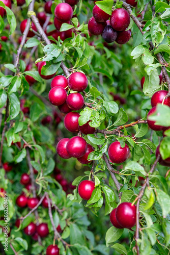 Intimate orchard scene with ripe fruit and foliage. Sunlit red plum branch showcasing glossy skins and lush leaves