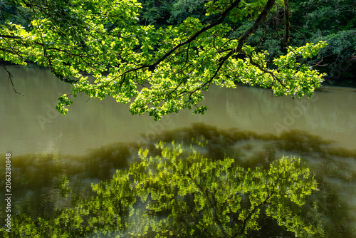 Peaceful lakeside with lush greenery. Peaceful lakeside landscape featuring sprawling oak trees and gentle reflections