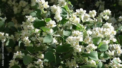 White jasmine flowers on a branch. A close-up of blooming jasmine with vibrant green leaves gently swaying - an image of purity and natural beauty.