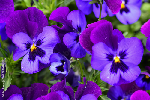 Pansy (Viola × wittrockiana) in natural sunlight – Freundschaftsinsel, Potsdam, Germany