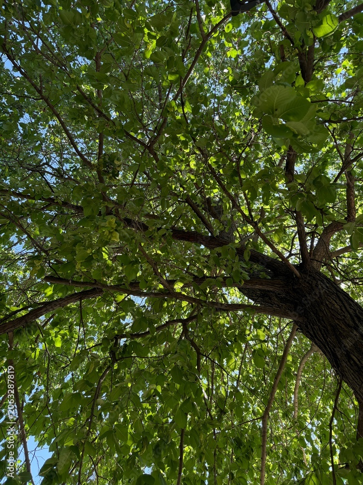 Fototapeta premium Beautiful tree with green leaves growing outdoors, bottom view