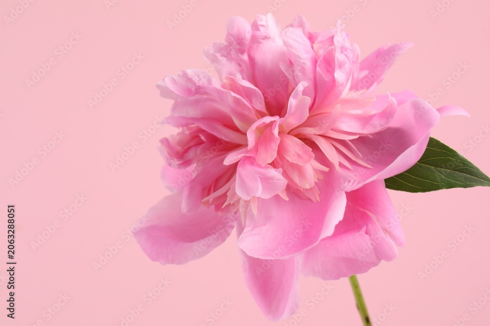 Fototapeta premium Beautiful peony flower on pink background, closeup