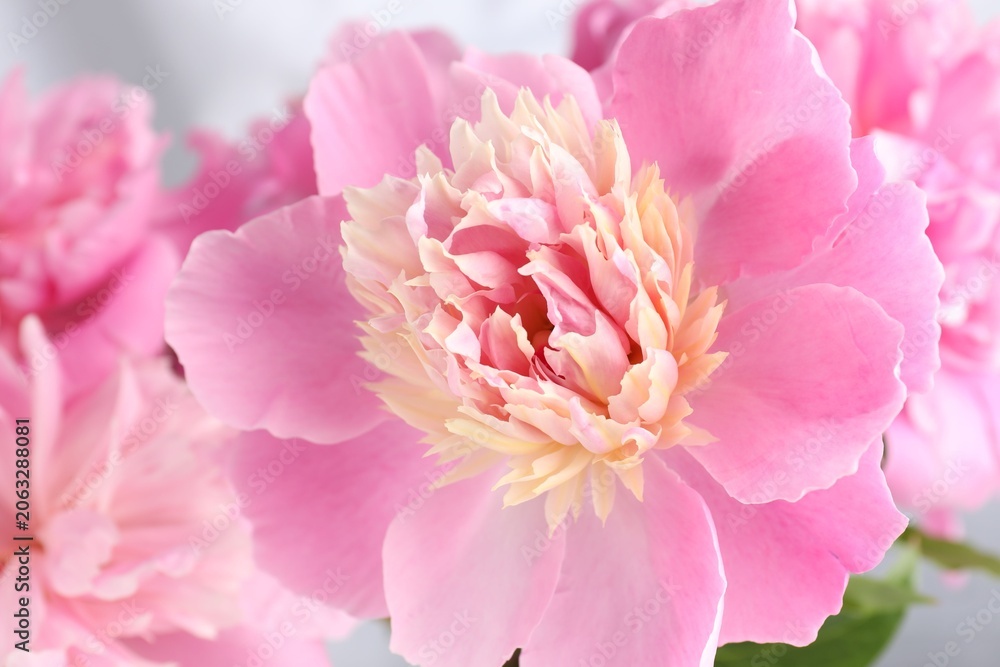 Obraz premium Beautiful pink peony flowers on blurred background, closeup
