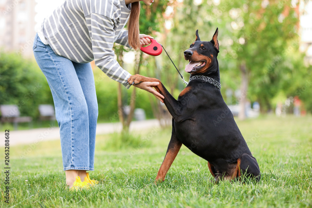 Fototapeta premium Adorable Dobermann dog giving paw to owner in park, closeup