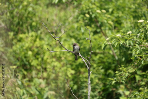 Eastern Phoebe perched on a slender bare branch above lush green vegetation, displaying natural lookout behavior in a summer wetland environment at Toronto Islands, Ontario, Canada.