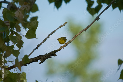Yellow Warbler (Setophaga petechia) perched on a branch with insect prey in its beak, illustrating feeding behavior in a woodland habitat.