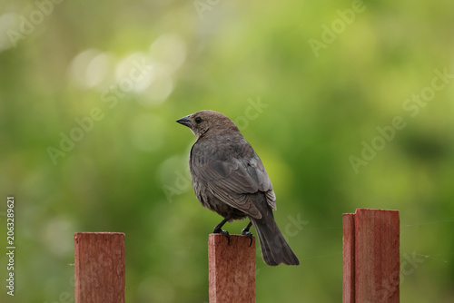 Female Brown-headed Cowbird (Molothrus ater) perched on a wooden fence post with soft green background, displaying natural resting behavior.