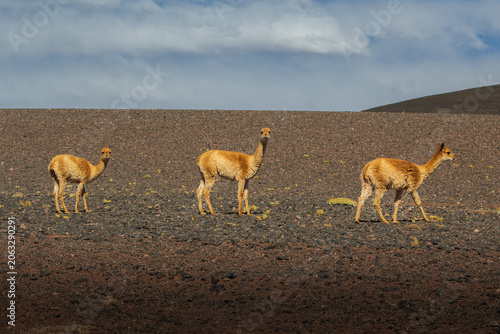 Canvastavla herd of vicuñas in the Andes
