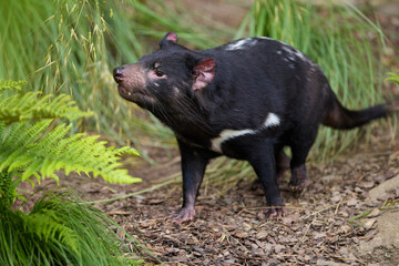 Tasmanian Devil Snarls (Sarcophilus harrisii) in Zoo Enclosure Habitat, Real Photo