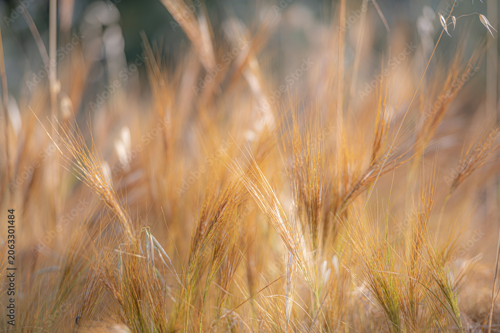 Fototapeta premium Softly focused wild grass seed heads in warm golden tones, capturing the essence of late spring and summer landscapes with airy texture, natural movement, and earthy colors.