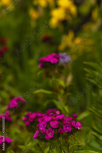 Vibrant purple iris flowers bloom in a colorful garden setting