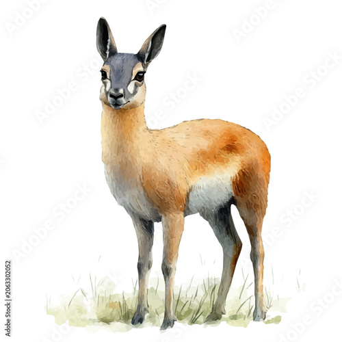 Cuadro en lienzo Patagonian Mara, watercolor vector portraying a joyful pose with colorful highlights, isolated on a white background
