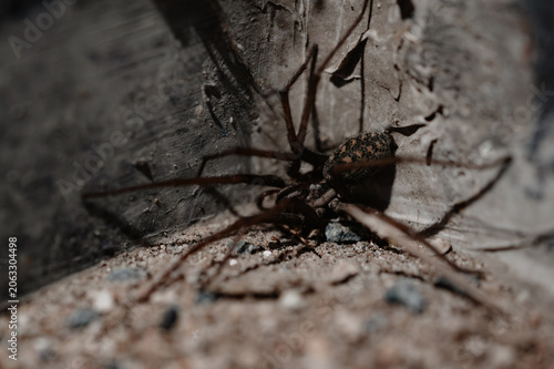 Bild auf Leinwand House spider hiding at a concrete edge