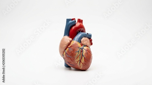 Anatomical model of a human heart isolated on white background for medical education