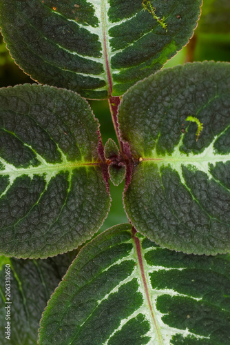 Close-Up of Vibrant Green and Purple Foliage with Intricate Veins